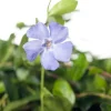 Intratuin Kleines Immergrün (Vinca minor) D 9 cm| Blühende Pflanzen|Pflanzen Für Schatten
