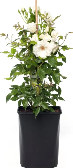 Intratuin Kletterrose (Rosa 'Climbing Iceberg')| Immergrüne Pflanzen|Winterharte Pflanzen