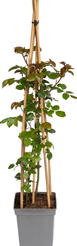 Intratuin Kletterrose (Rosa 'Compassion')| Immergrüne Pflanzen|Rosen