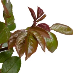 Intratuin Kletterrose (Rosa 'Compassion')| Immergrüne Pflanzen|Rosen