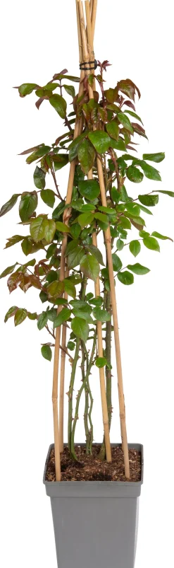 Intratuin Kletterrose (Rosa 'Händel')| Immergrüne Pflanzen|Rosen