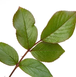 Intratuin Kletterrose (Rosa 'Händel')| Immergrüne Pflanzen|Rosen