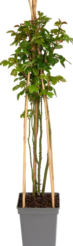 Intratuin Kletterrose (Rosa 'Lichtkönigin Lucia')| Immergrüne Pflanzen|Rosen