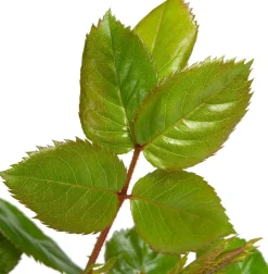 Intratuin Kletterrose (Rosa 'Lichtkönigin Lucia')| Immergrüne Pflanzen|Rosen