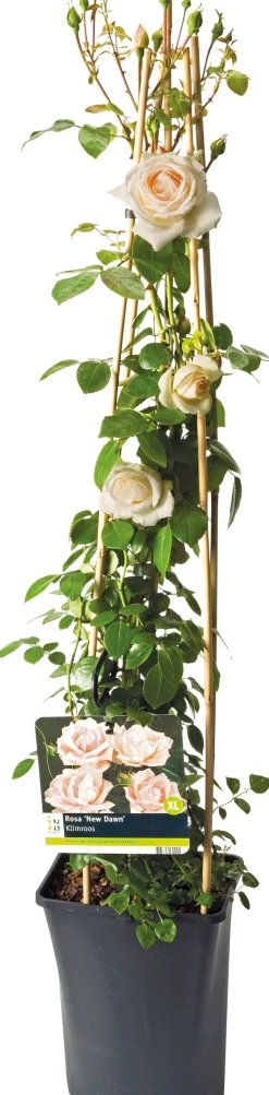 Intratuin Kletterrose (Rosa 'New Dawn') D 23 H 35 cm| Rosen