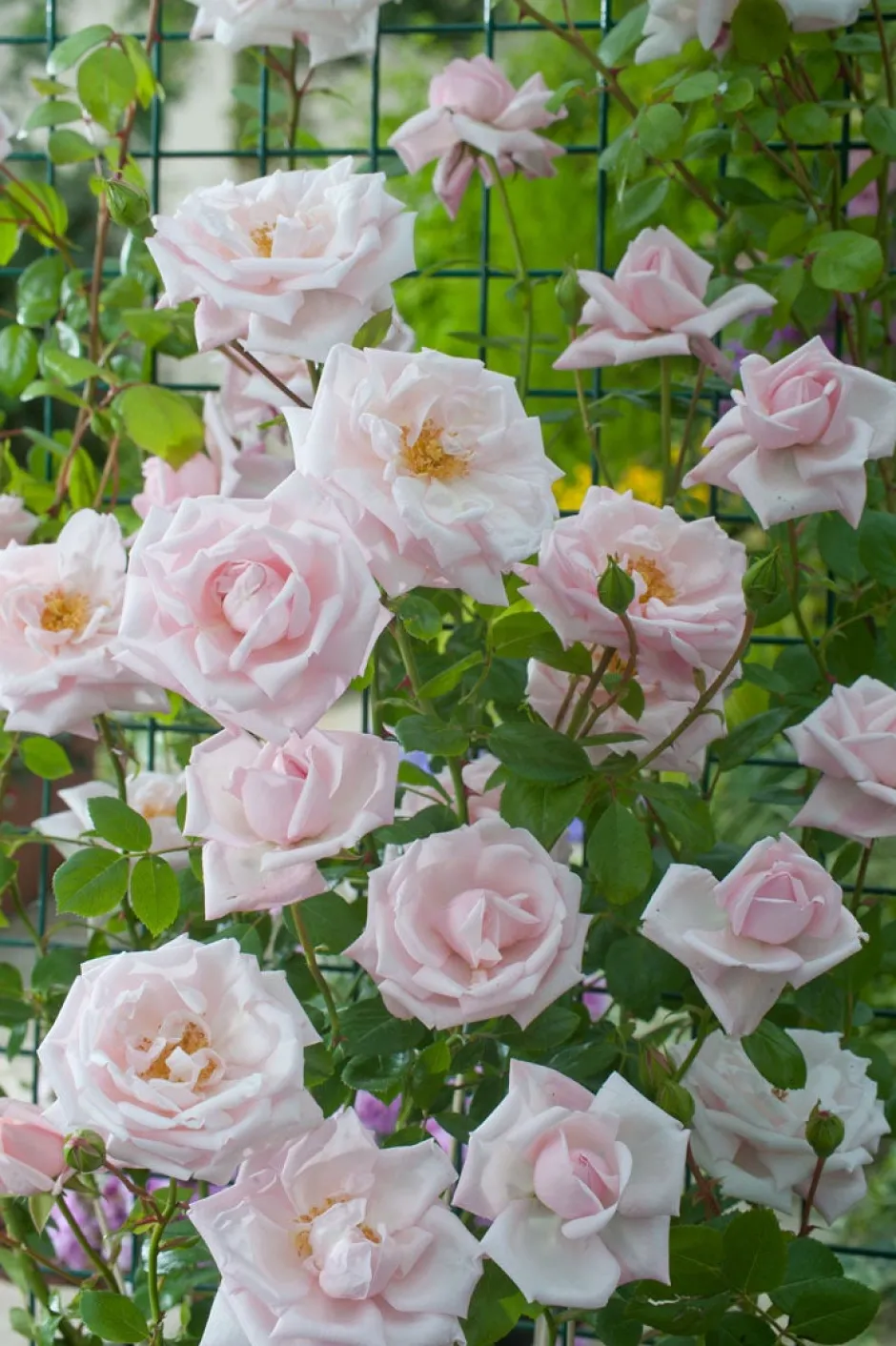 Intratuin Kletterrose (Rosa 'New Dawn') D 23 H 35 cm| Rosen