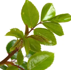 Intratuin Kletterrose (Rosa 'New Dawn') D 23 H 35 cm| Rosen