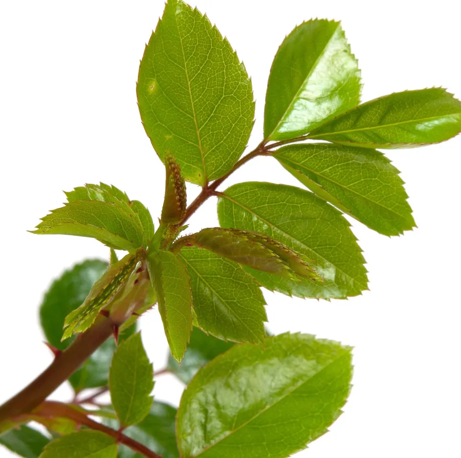 Intratuin Kletterrose (Rosa 'New Dawn') D 23 H 35 cm| Rosen