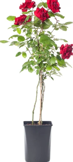 Intratuin Kletterrose (Rosa 'Santana')| Rosen