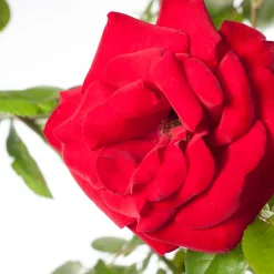 Intratuin Kletterrose (Rosa 'Santana')| Rosen