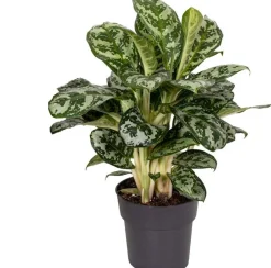 Intratuin Kolbenfaden (Aglaonema 'Amazon Silver') D 19 H 45 cm| Luftreinigende Pflanzen|Grünpflanzen
