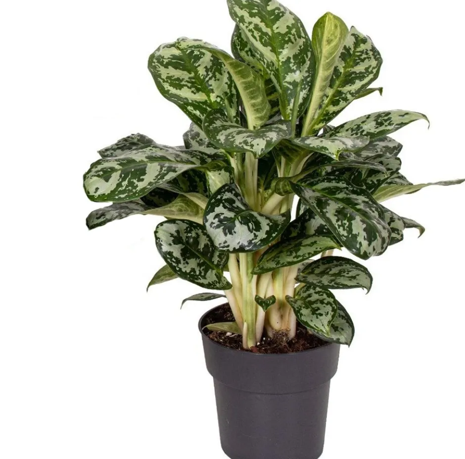 Intratuin Kolbenfaden (Aglaonema 'Amazon Silver') D 19 H 45 cm| Luftreinigende Pflanzen|Grünpflanzen