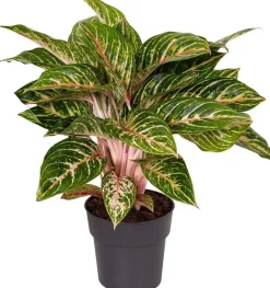 Intratuin Kolbenfaden (Aglaonema 'Coco Melon') D 19 H 45 cm| Luftreinigende Pflanzen|Grünpflanzen