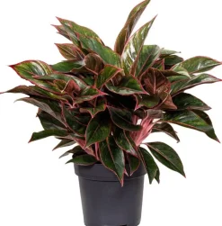 Intratuin Kolbenfaden (Aglaonema 'Jungle Red') D 19 H 45 cm| Luftreinigende Pflanzen|Grünpflanzen