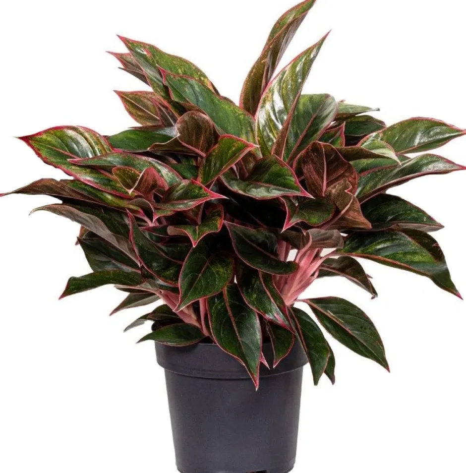 Intratuin Kolbenfaden (Aglaonema 'Jungle Red') D 19 H 45 cm| Luftreinigende Pflanzen|Grünpflanzen