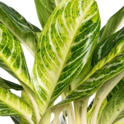 Intratuin Kolbenfaden (Aglaonema 'Keylime') D 24 H 70 cm| Luftreinigende Pflanzen|Grünpflanzen