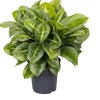 Intratuin Kolbenfaden (Aglaonema 'Lemon Mint') D 19 H 45 cm| Luftreinigende Pflanzen|Grünpflanzen