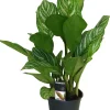 Intratuin Kolbenfaden (Aglaonema 'Stripes') D 17 H 60 cm| Luftreinigende Pflanzen|Grünpflanzen