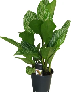 Intratuin Kolbenfaden (Aglaonema 'Stripes') D 17 H 60 cm| Luftreinigende Pflanzen|Grünpflanzen