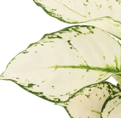 Intratuin Kolbenfaden (Aglaonema 'White Joy') D 12 H 35 cm| Grünpflanzen|Aglaonema