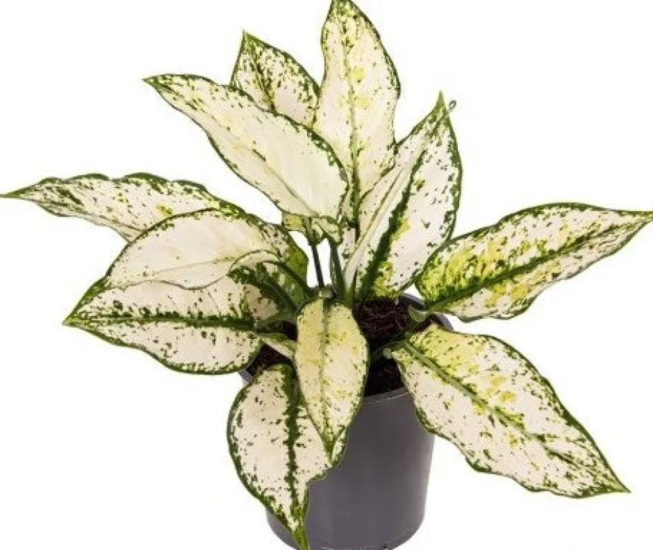 Intratuin Kolbenfaden (Aglaonema 'White Kiwi') D 12 H 35 cm| Luftreinigende Pflanzen|Grünpflanzen