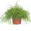 Intratuin Korallenkaktus (Rhipsalis cassutha) D 10,5 H 15 cm| Kleine Zimmerpflanzen|Für Schatten