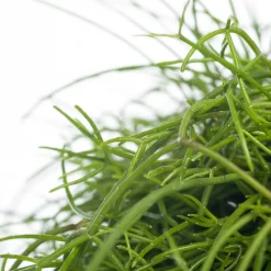 Intratuin Korallenkaktus (Rhipsalis cassutha) D 10,5 H 15 cm| Kleine Zimmerpflanzen|Für Schatten