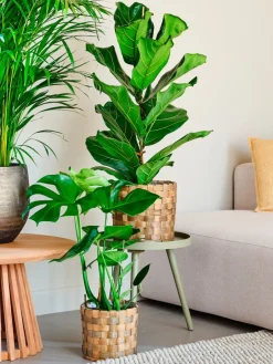 Intratuin Korb Elias D 22 H 19,5 cm braun| Pflanzkörbe|Pflanzkörbe