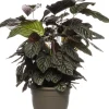 Intratuin Korbmarante (Calathea sanderiana 'Ornata') D 24 H 80 cm| Luftreinigende Pflanzen|Grünpflanzen