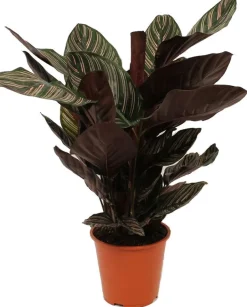 Intratuin Korbmarante (Calathea sanderiana 'Ornata') D 19 H 80 cm| Luftreinigende Pflanzen|Grünpflanzen
