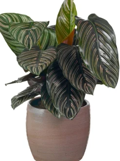 Intratuin Korbmarante (Calathea sanderiana 'Ornata') D 19 H 80 cm| Luftreinigende Pflanzen|Grünpflanzen