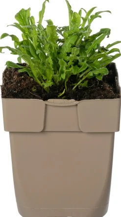 Intratuin Kornblume (Centaurea jacea) D 11 H 15 cm| Winterharte Pflanzen|Blühende Pflanzen