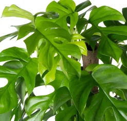 Intratuin Kratiste nachhaltige Kletterstange D 4 H 75 cm| Rankhilfen|Pflanzenstützen