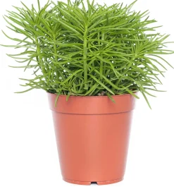 Intratuin Kreuzkraut (Senecio archeri 'Himalaya') D 12 cm H 15 cm| Kleine Zimmerpflanzen|Kakteen & Sukkulenten