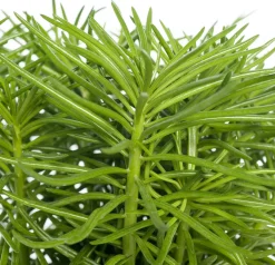 Intratuin Kreuzkraut (Senecio archeri 'Himalaya') D 12 cm H 15 cm| Kleine Zimmerpflanzen|Kakteen & Sukkulenten