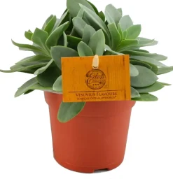 Intratuin Kreuzkraut (Senecio cephalophorus) D 10,5 H 15 cm| Kleine Zimmerpflanzen|Für Sonne