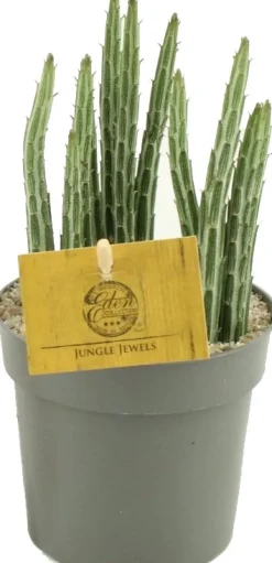 Intratuin Kreuzkraut (Senecio stapiloformis) D 10,5 H 15 cm| Kleine Zimmerpflanzen|Für Sonne