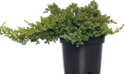 Intratuin Kriechender Wacholder (Juniperus procumbens 'Nana') D 17 H 20 cm| Immergrüne Pflanzen|Winterharte Pflanzen