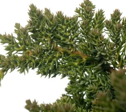 Intratuin Kriechender Wacholder (Juniperus procumbens 'Nana') D 17 H 20 cm| Immergrüne Pflanzen|Winterharte Pflanzen