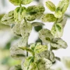 Intratuin Kriechspindel (Euonymus fortunei 'Silverstone')| Immergrüne Pflanzen|Spindelstrauch