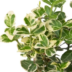 Intratuin Kriechspindel (Euonymus Fortunei Emerald Gaiety)| Immergrüne Pflanzen|Spindelstrauch