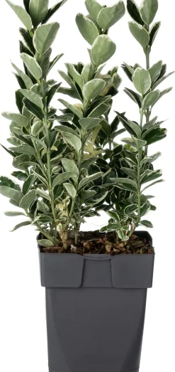 Intratuin Kriechspindel (Euonymus japonicus 'Kathy') D 17 H 45 cm| Immergrüne Pflanzen|Winterharte Pflanzen