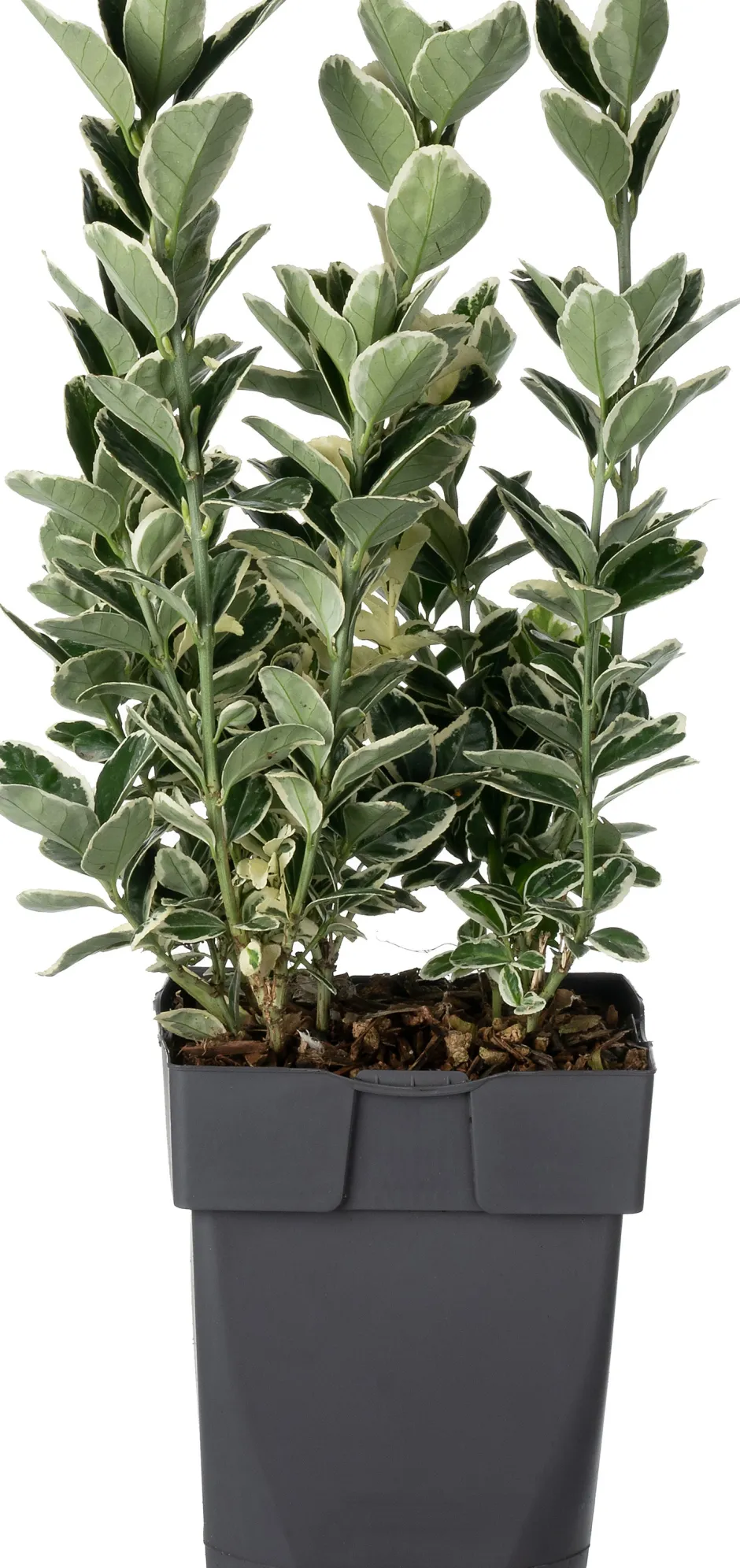 Intratuin Kriechspindel (Euonymus japonicus 'Kathy') D 17 H 45 cm| Immergrüne Pflanzen|Winterharte Pflanzen