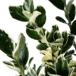 Intratuin Kriechspindel (Euonymus japonicus 'Kathy') D 17 H 45 cm| Immergrüne Pflanzen|Winterharte Pflanzen