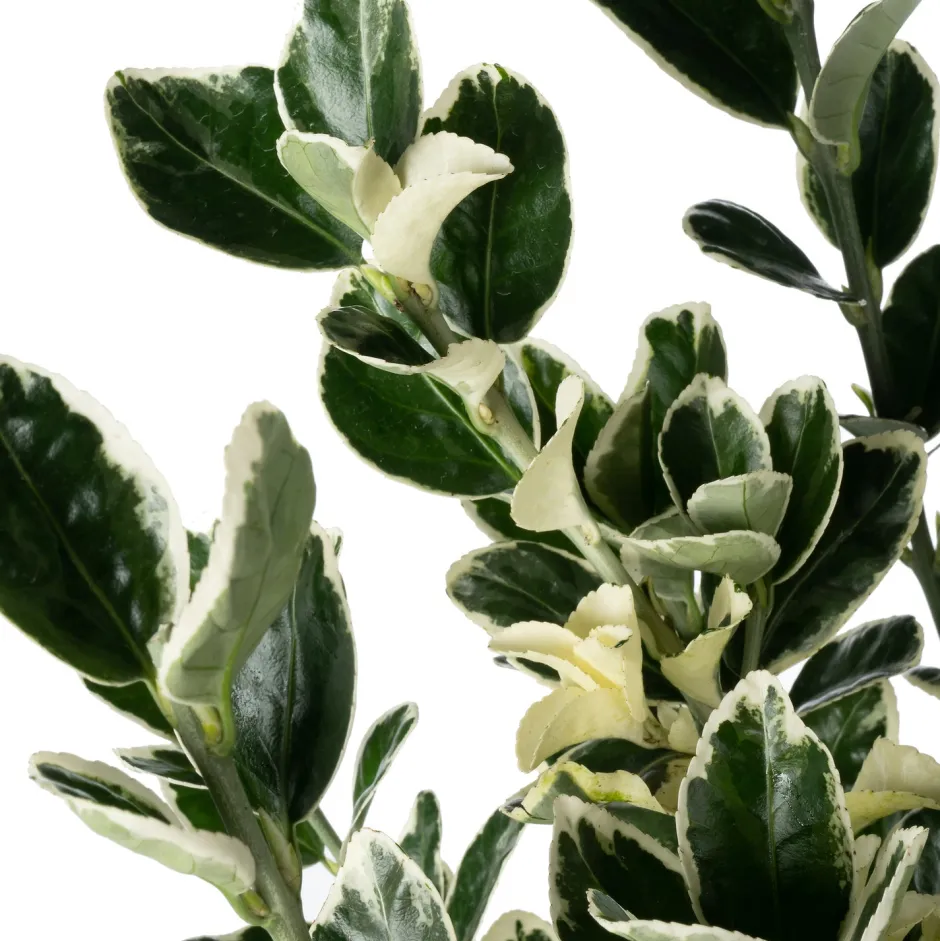 Intratuin Kriechspindel (Euonymus japonicus 'Kathy') D 17 H 45 cm| Immergrüne Pflanzen|Winterharte Pflanzen