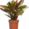 Intratuin Kroton (Codiaeum variegatum 'Petra') D 19 cm H 65 cm| Grünpflanzen|Kroton
