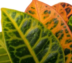 Intratuin Kroton (Codiaeum variegatum 'Petra') D 19 cm H 65 cm| Grünpflanzen|Kroton