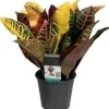 Intratuin Kroton (Codiaeum variegatum 'Petra') D 12 H 30 cm| Grünpflanzen|Kroton