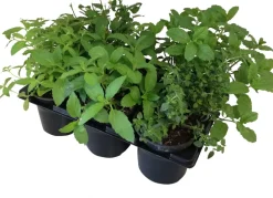 Intratuin Kräuter Mix 6 Pflanzen| Obst, Gemüse & Kräuter|Kräuterpflanzen