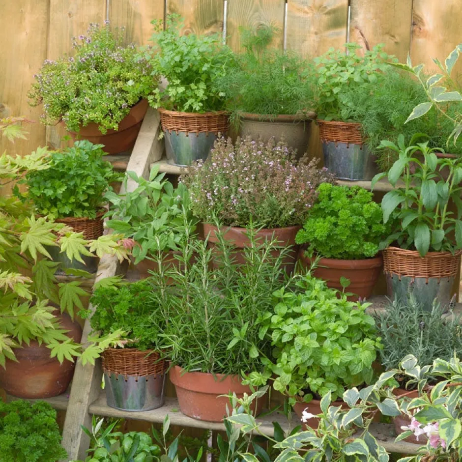 Intratuin Kräuter Mix 6 Pflanzen| Obst, Gemüse & Kräuter|Kräuterpflanzen